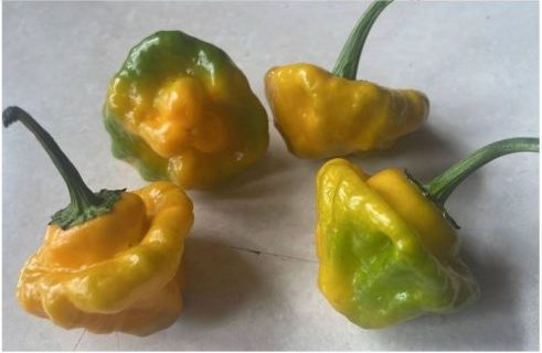 Острые сорта перца - Ямайский желтый