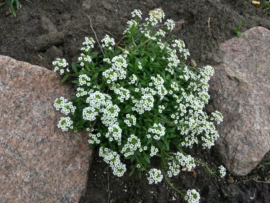 Лобулярия морская или алиссум - АГРОШКОЛА 
https://agroschool.com.ua/