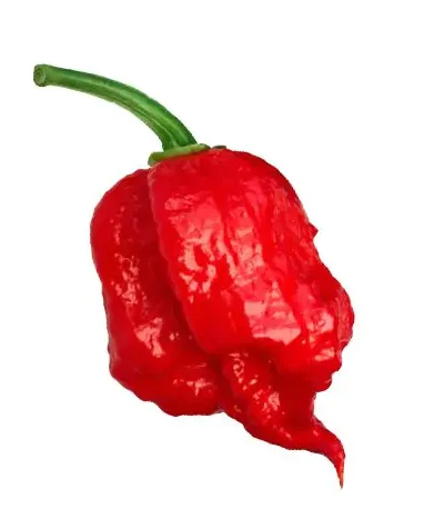 Экстремально острый сорт перца Каролина Рипер