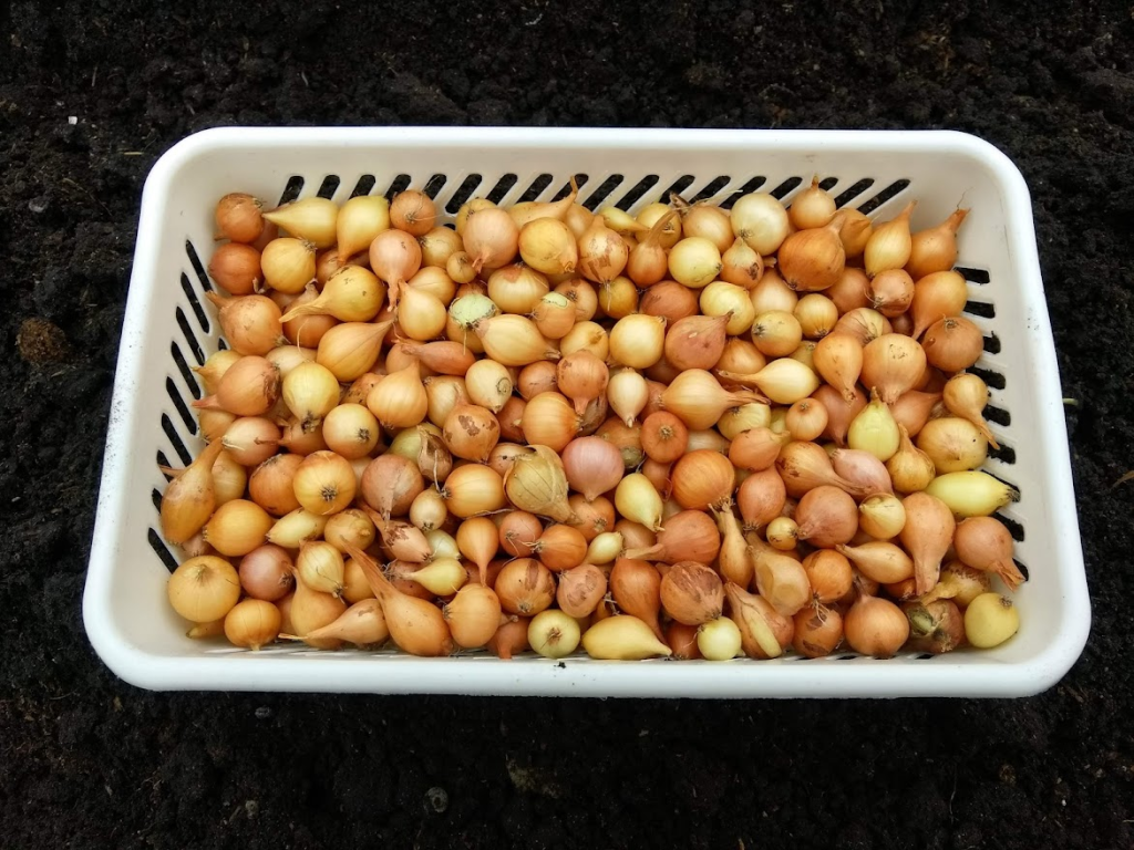 Севок лука репчатого