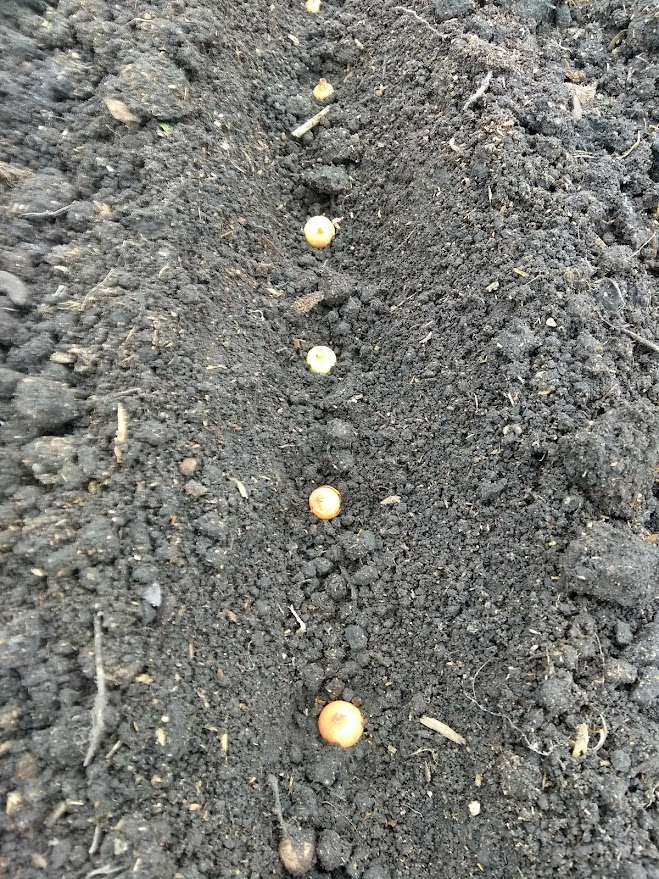 Высадка севка лука