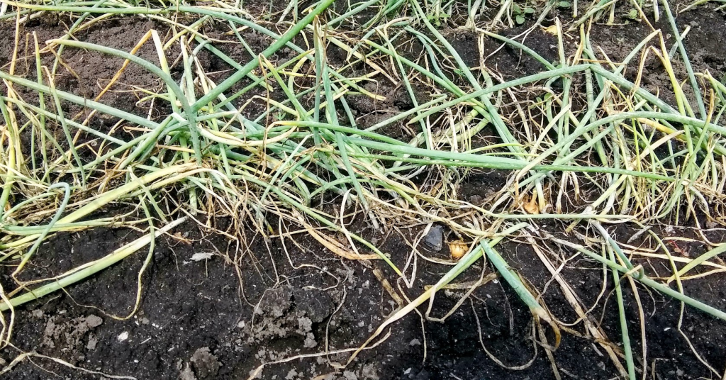 Севок, готовый к уборке