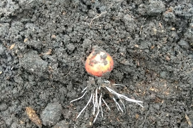 Сівок під зиму висаджують наприкінці жовтня – початку листопада, щоб він встиг укоренитись до сталих морозів