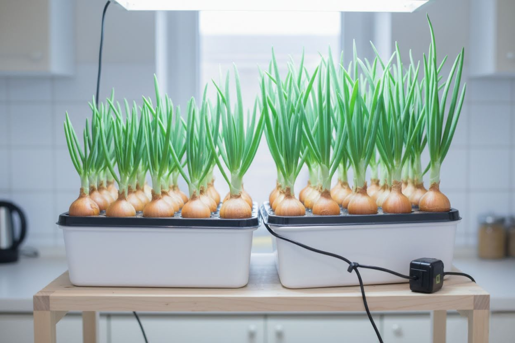 Гидропонное выращивание лука на перо