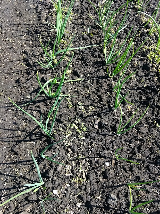 Использование гербицида Гоал 2Е на луке