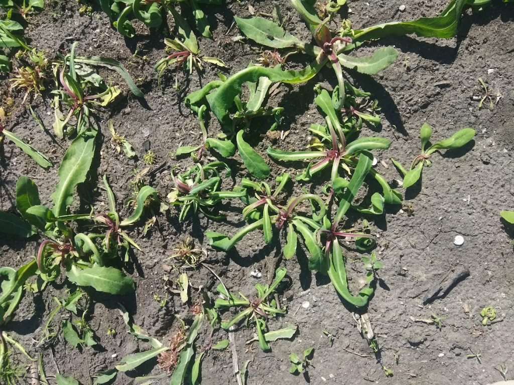 Действие гербицида Цукрон+ на осот