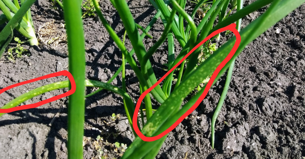 Симптомы воздействия гербицидов на лук