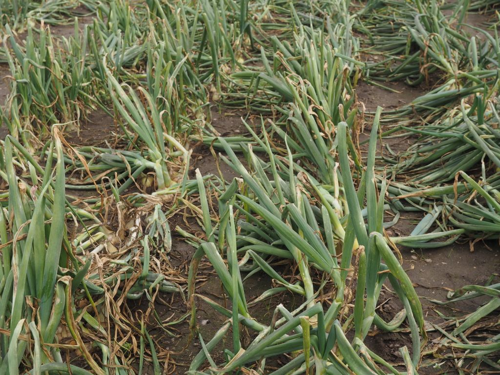 Болезни лука и чеснока. Пероноспороз (ложная мучнистая роса)