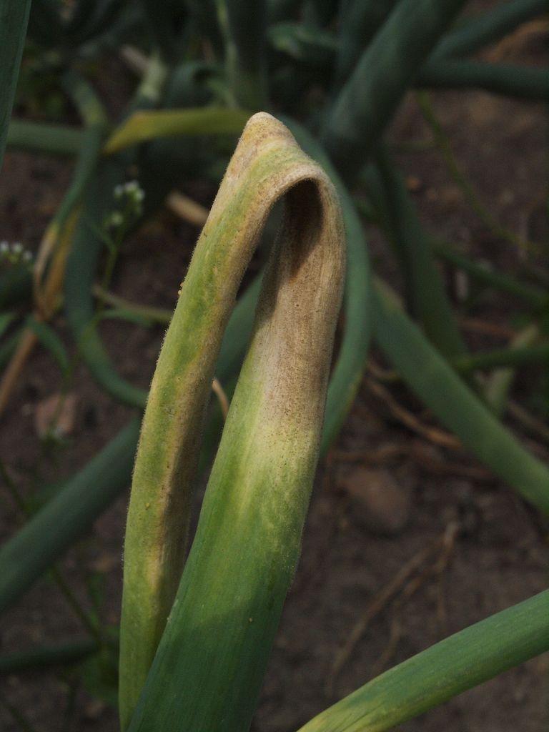 Симптомы пероноспороза лука