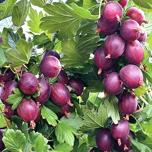 Сорт аґрусу Неслухівський