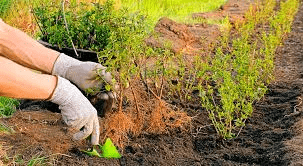 Укорінювачі AgriTecno, Valagro та Vitera