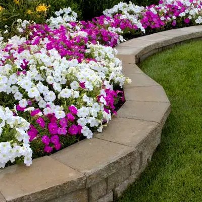 Цветочный бордюр из петуний