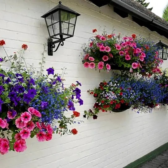 Петунії ідеально підходять для контейнерного озеленення