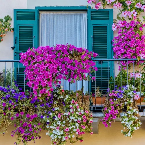 Особливості вирощування петунії у вазонах