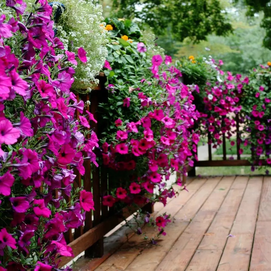 Стимуляторы роста петунии