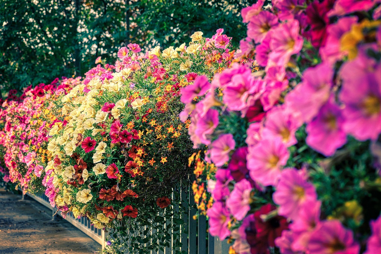 Омолаживание петунии 