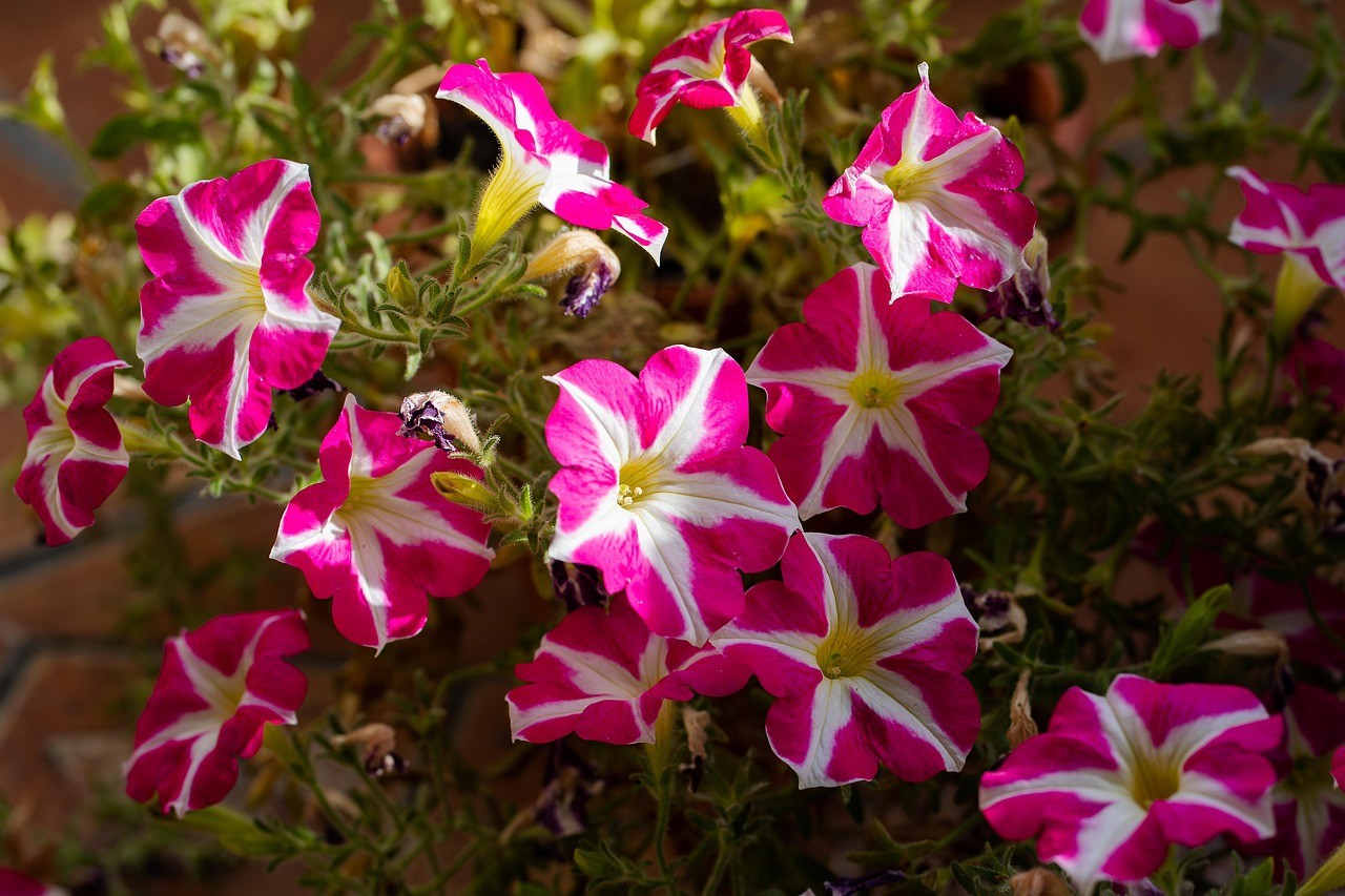 Петунии в открытом грунте радуют пышным цветом все лето