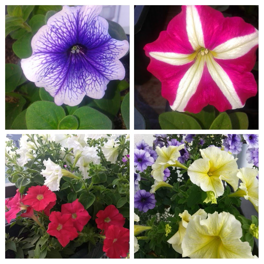 Ботанічний опис петуніх. Розмаїття квіток