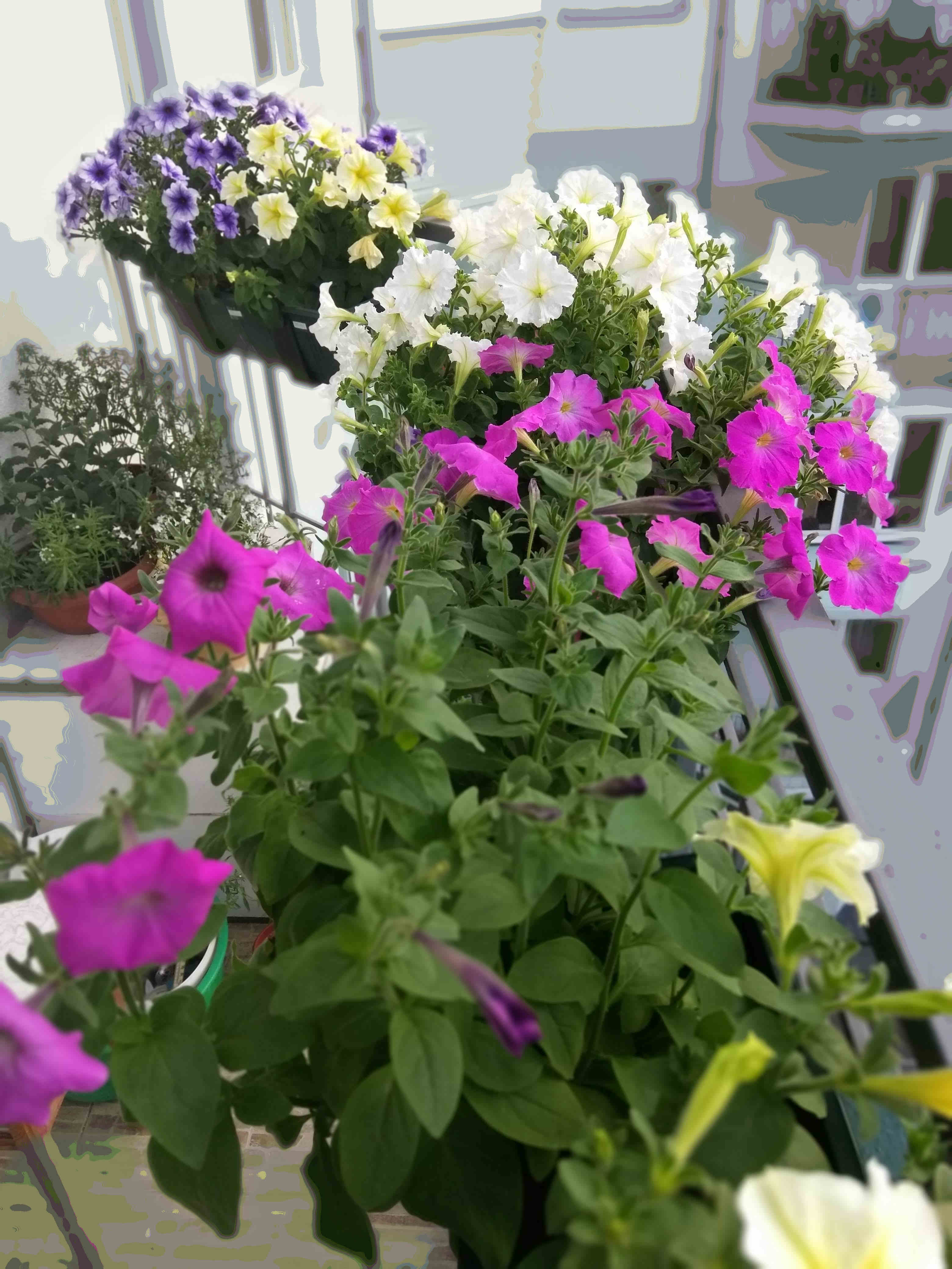 В результате формирующей обрезки вы получите аккуратные густые кустики петунии