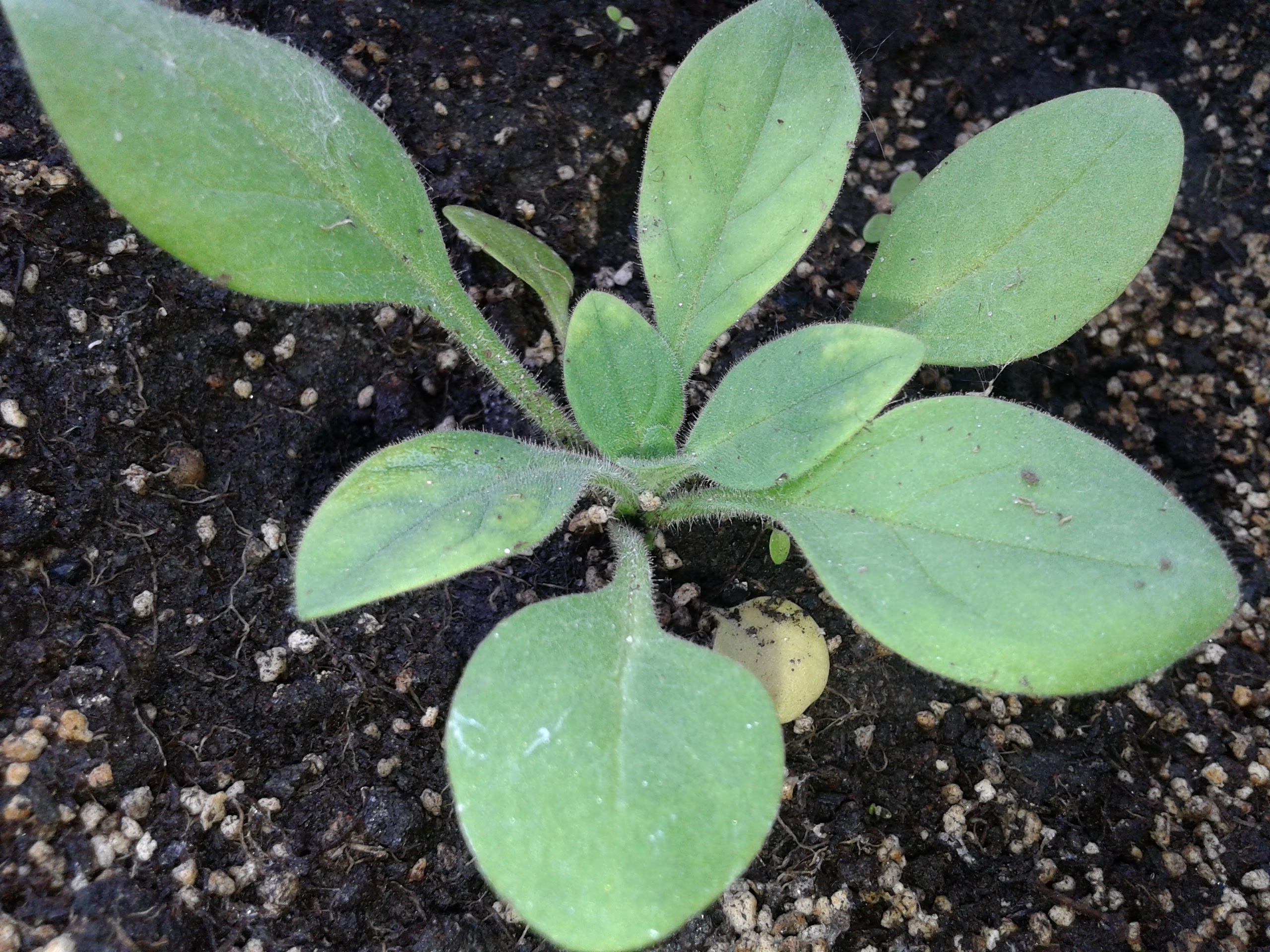 Выращивание рассады петунии