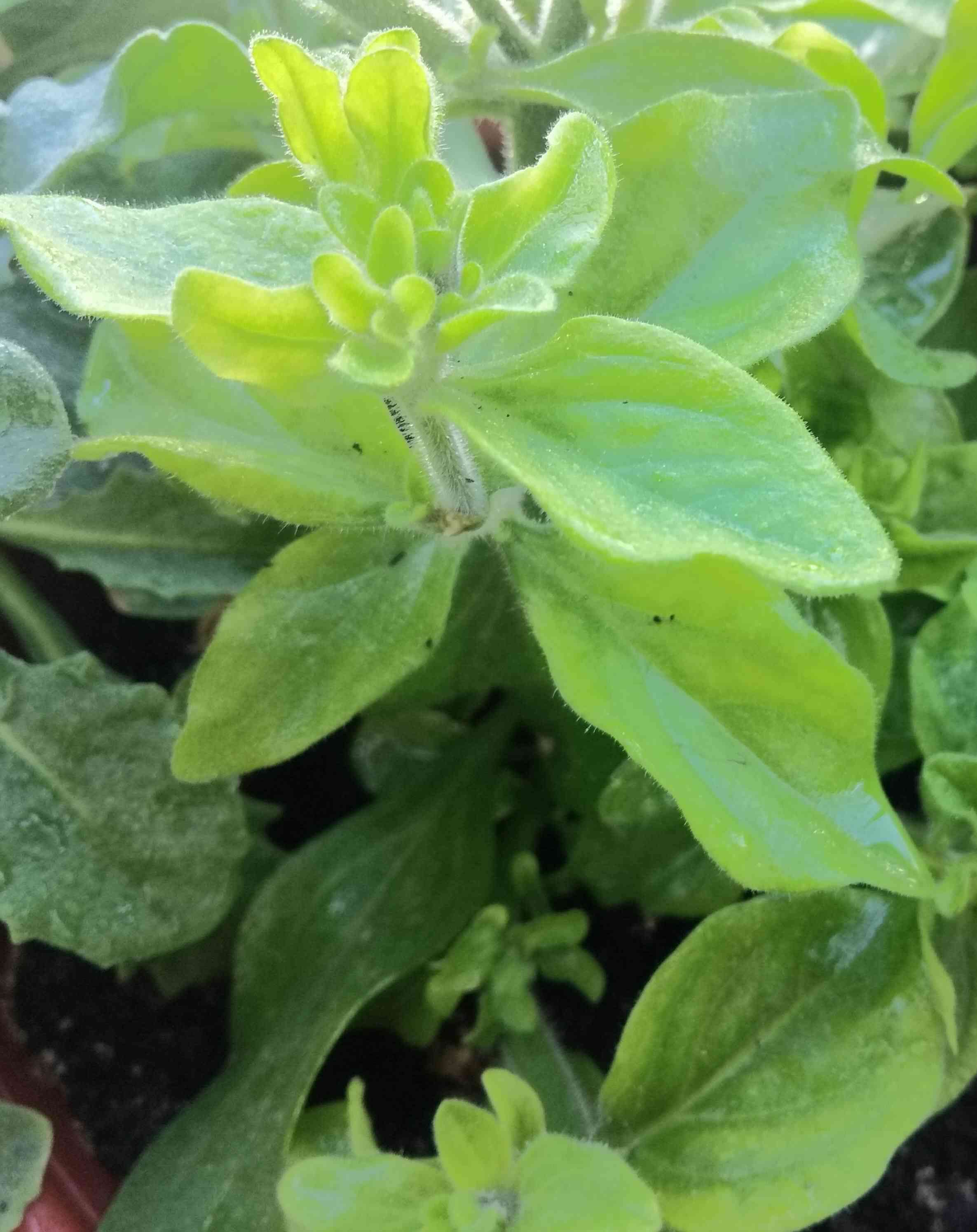 Хлороз петунии