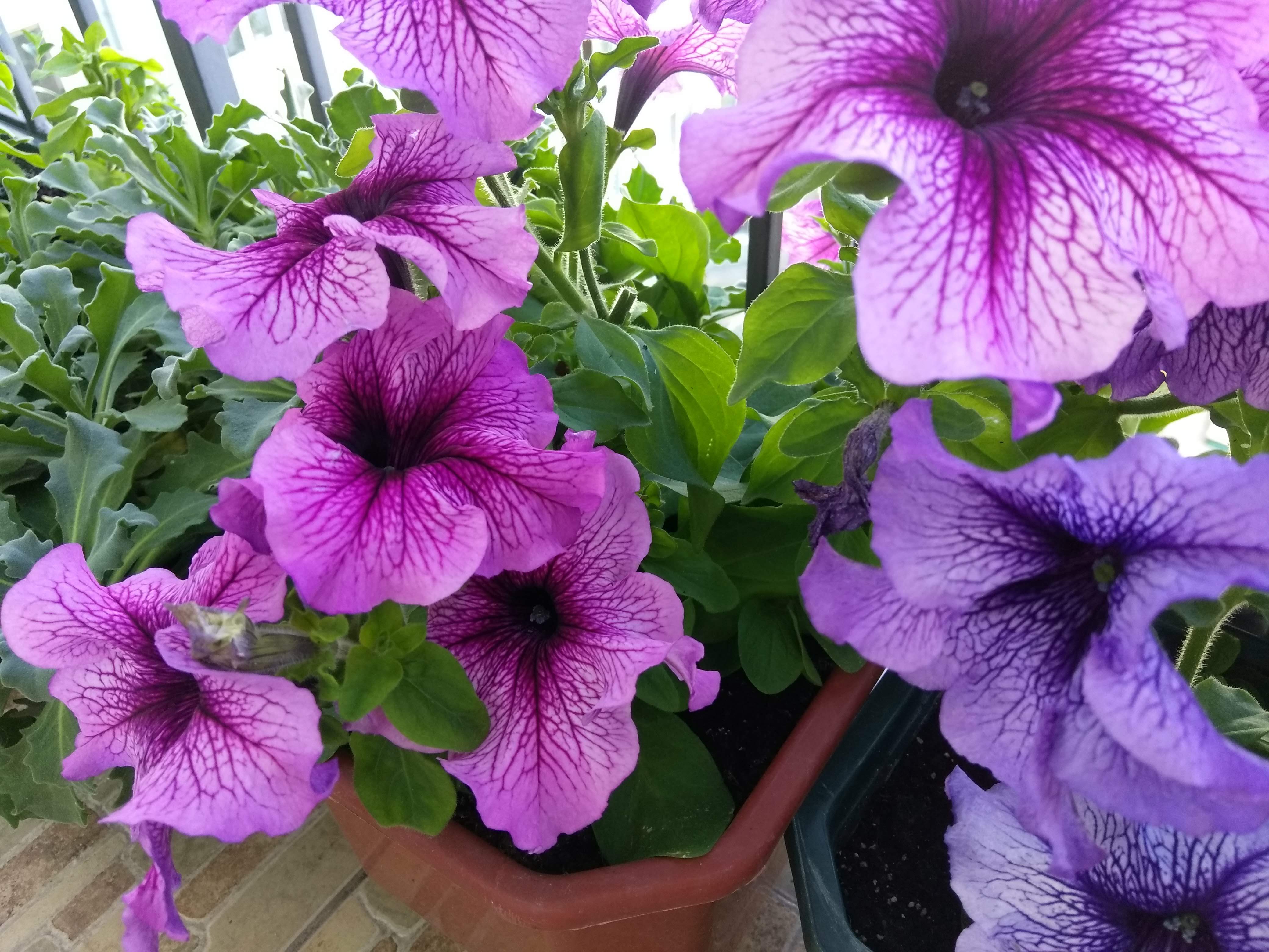 Вирощування петунії у вазонах та балконних ящиках