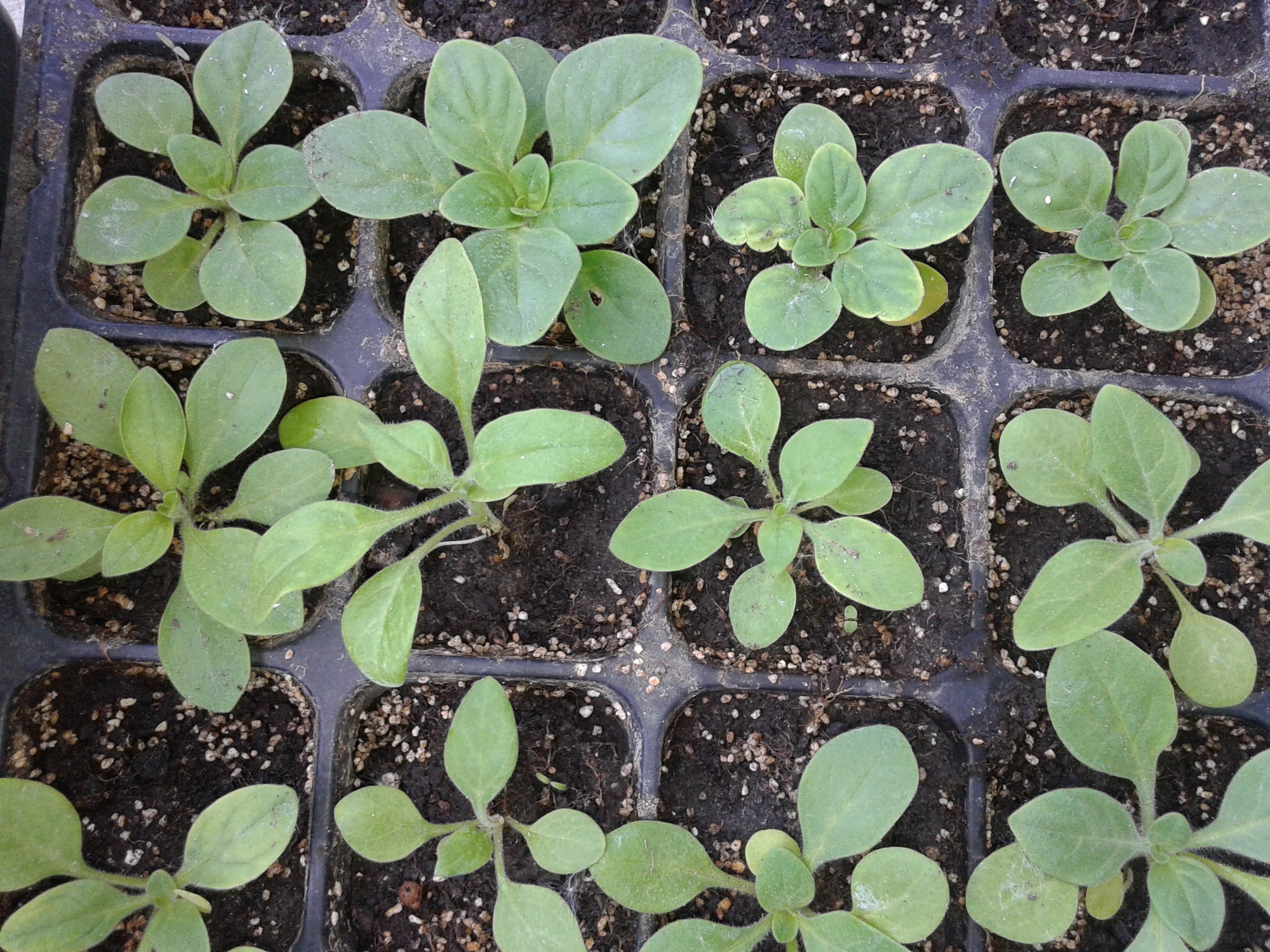 Выращивание рассады петунии в кассетах