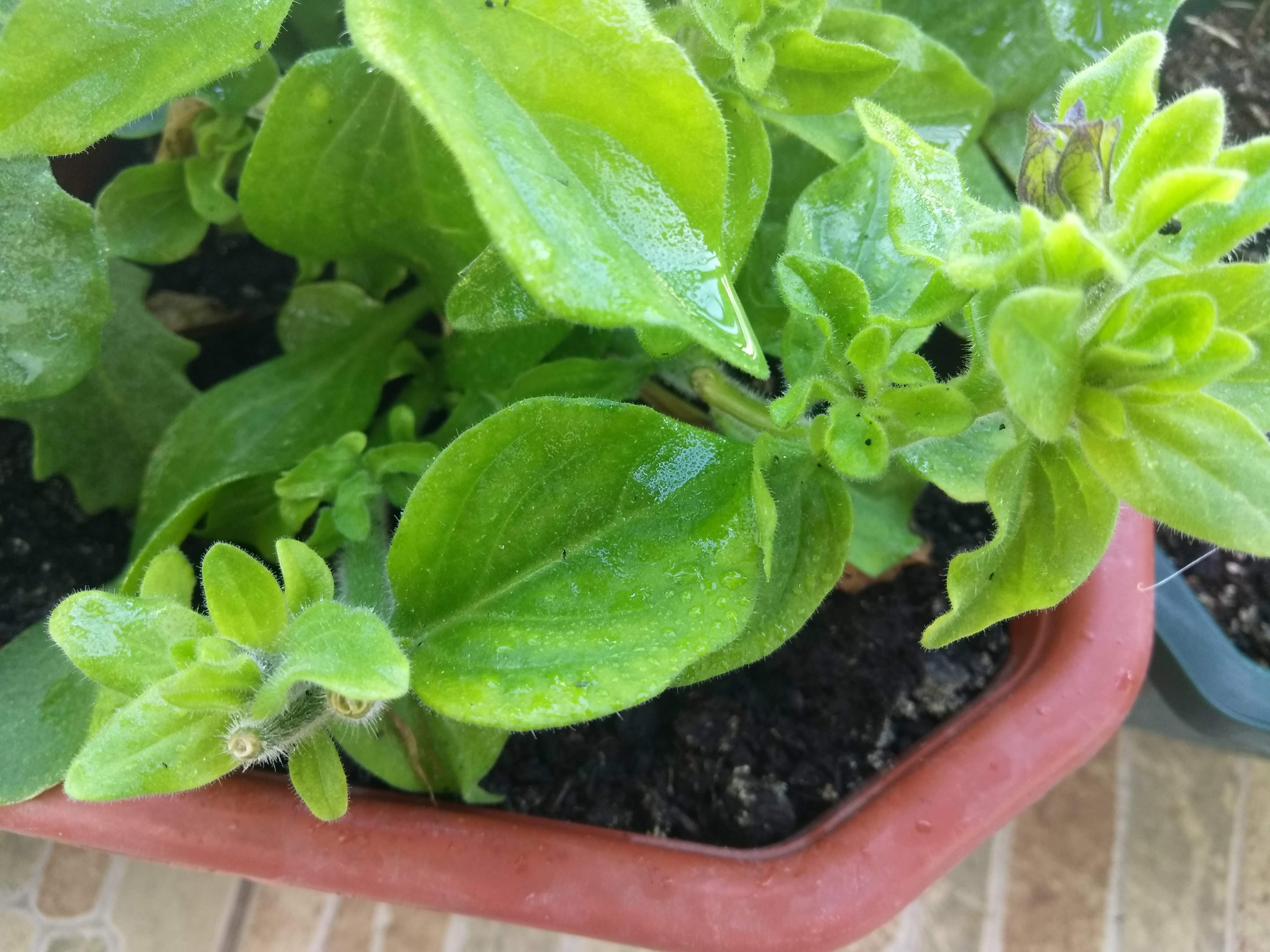 Выращивание петунии – отрастание побегов после обрезки