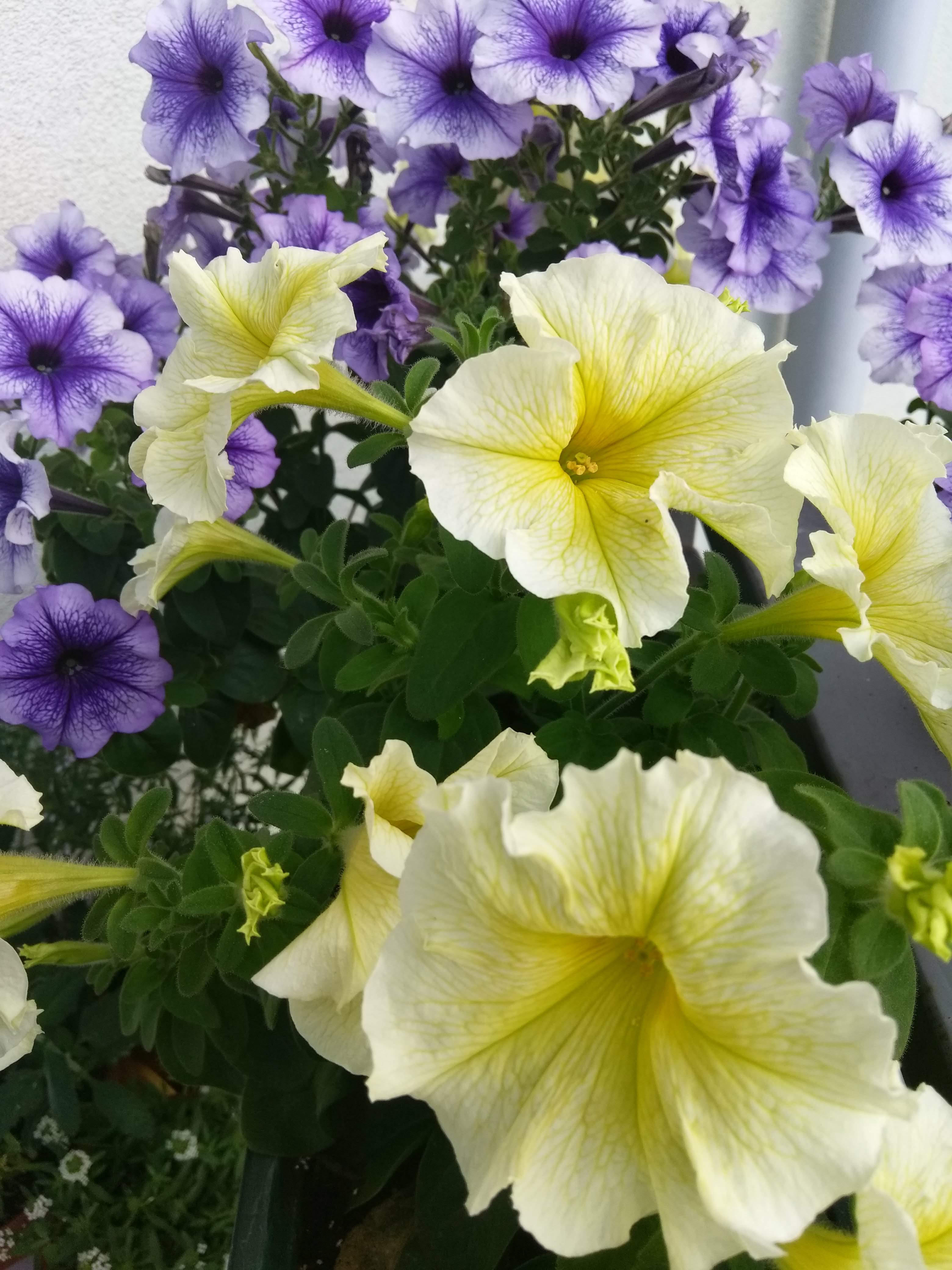 Використання контрастних кольорів петунії в ландшафтному дизайні