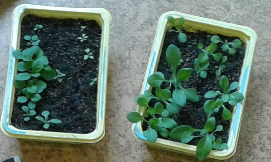 Школки с сеянцами петунии