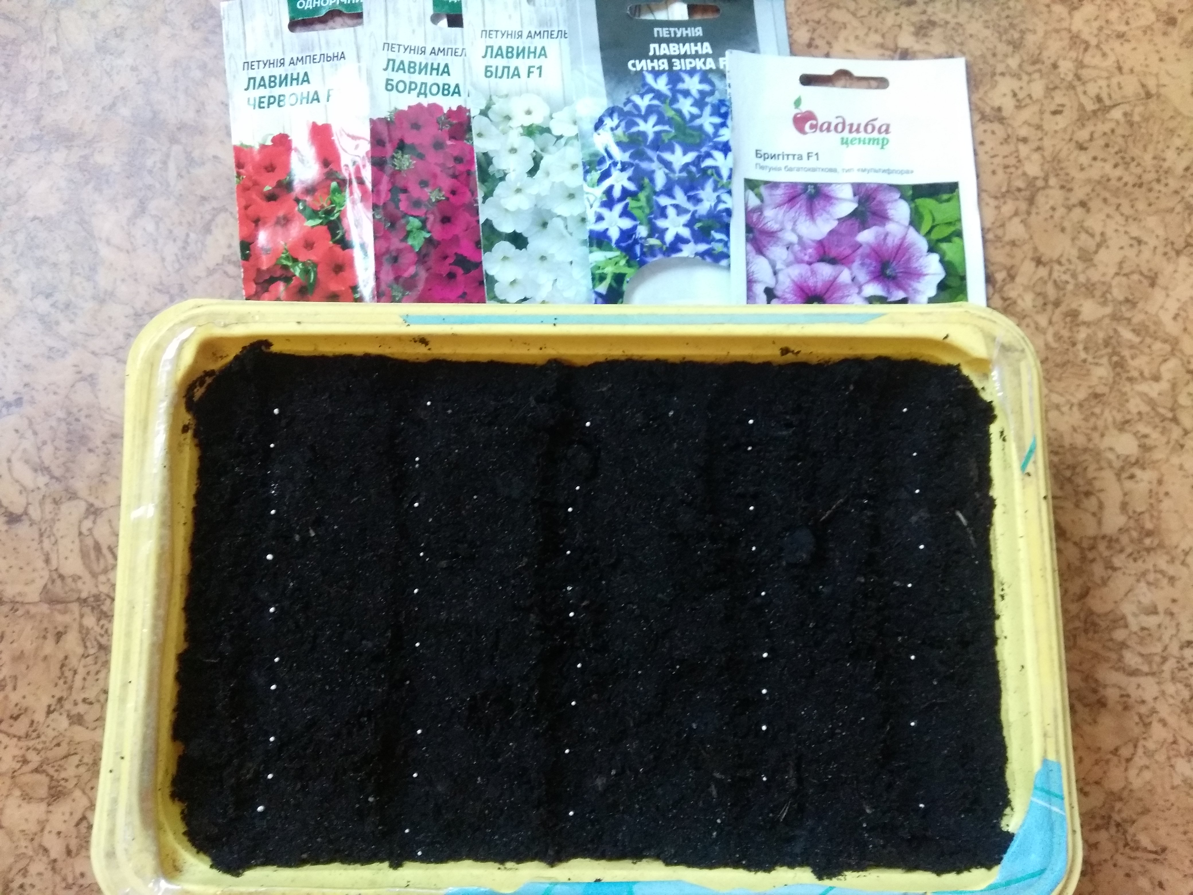 Дражированные семена хорошо видны на поверхности почвы