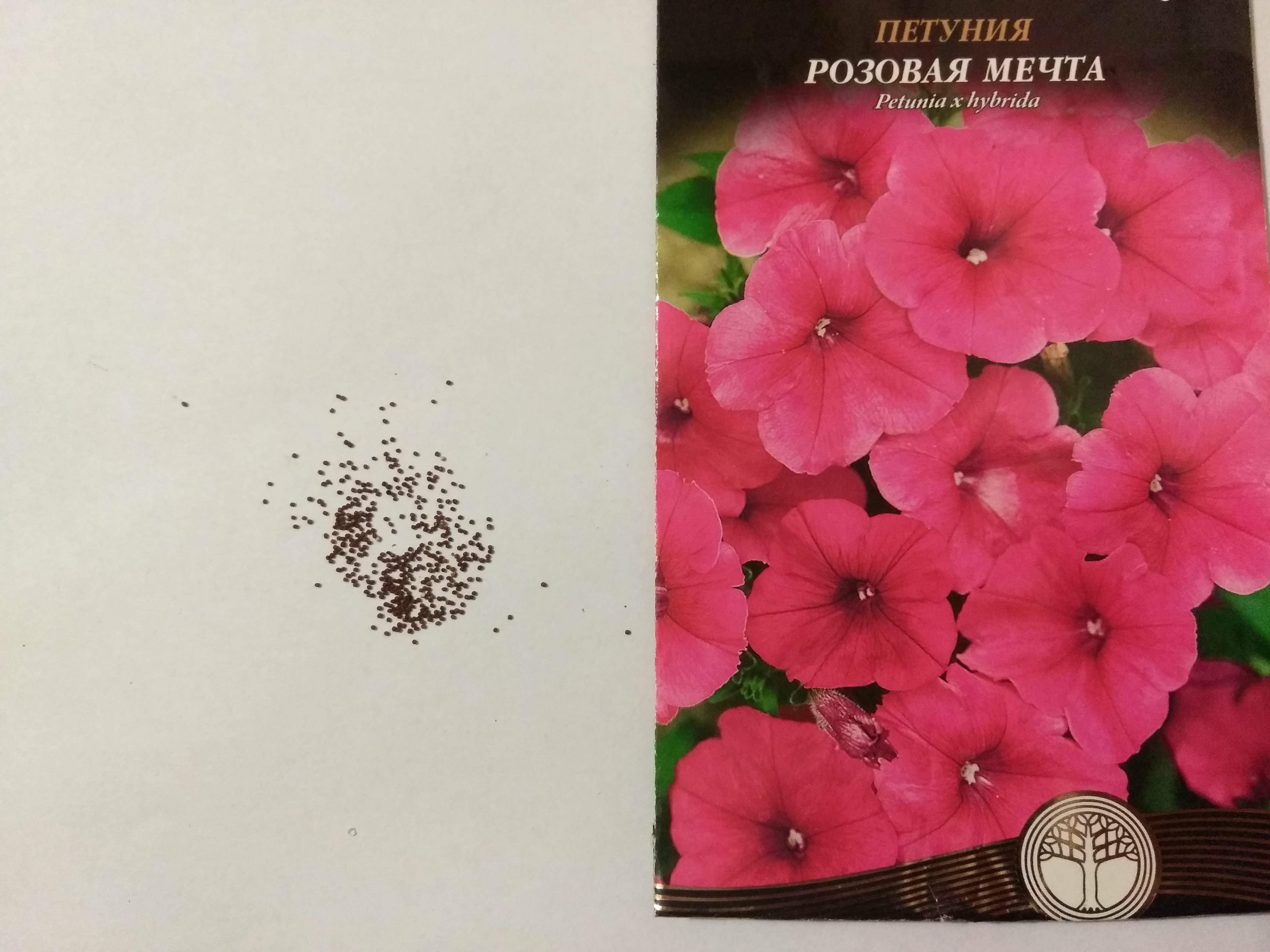Семена петунии